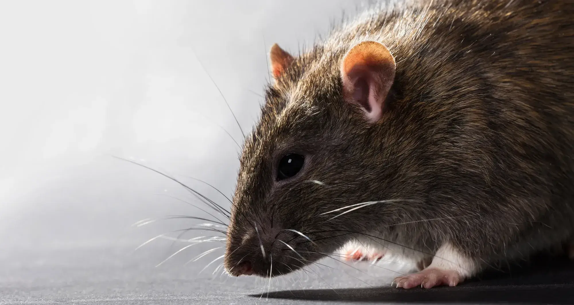 Rat gros plan - traitement dératisation professionnelle Bassin d'Arcachon