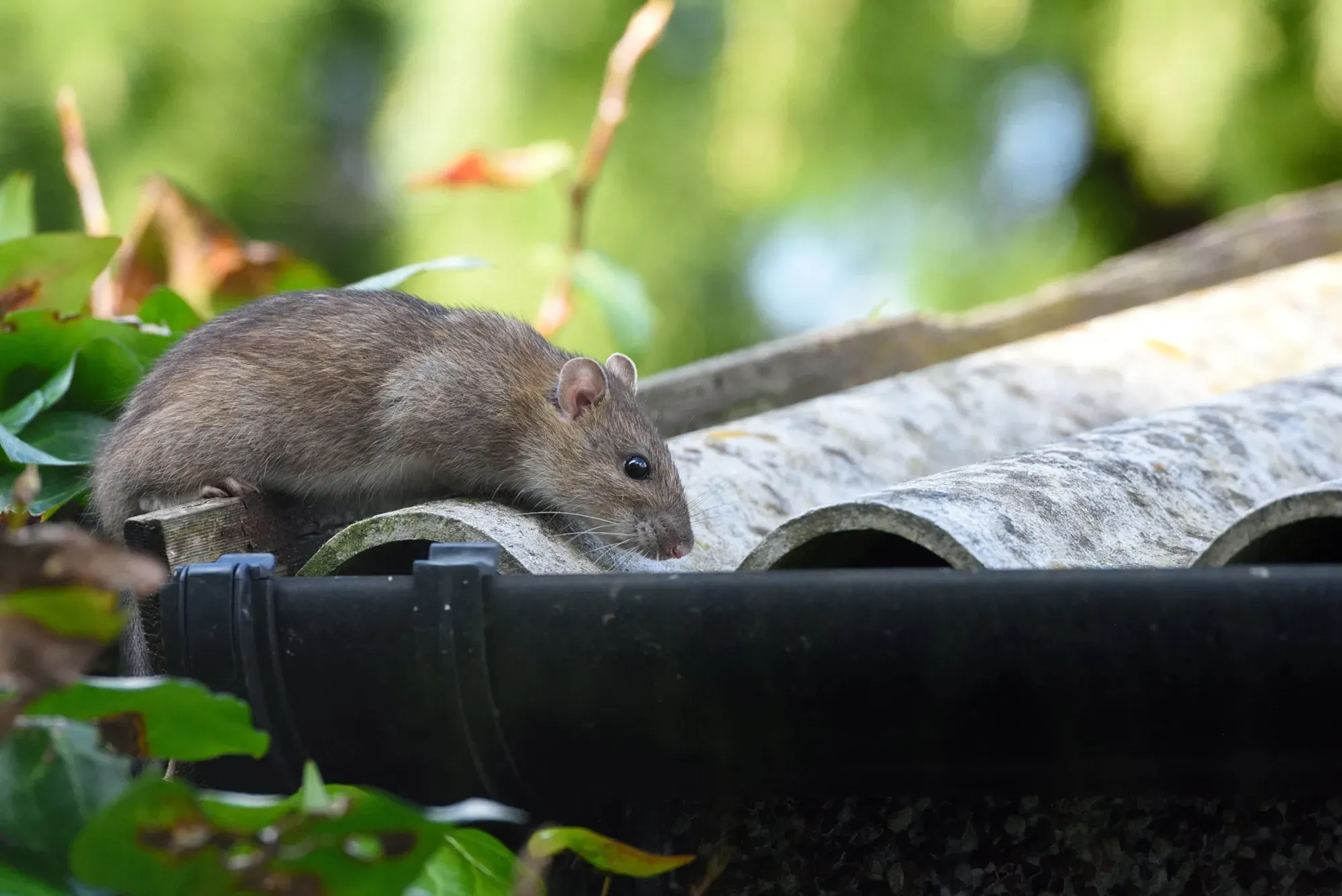 Rat nuisible sur toit - dératisation professionnelle Bassin d'Arcachon